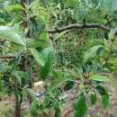 사오리농장 이미지