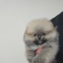 안다켄넬 네이버블로그