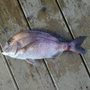 스타바다좌대낚시터 이미지