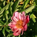 문호장 발자국 이미지