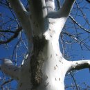 새하얀세상 이미지