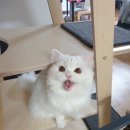 달보드레/루체레 이미지