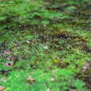 내곡동471 | 깔다구가 사람을 지치게하는 6월의 헌인릉 풍경 사진들....