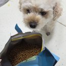 소화유치원 | 기호성좋은사료 대즐 독 양고기 &amp; 쌀 스몰브리드