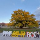 남동129 | 인천 여행지 남동구 가볼만한곳 장수동 은행나무 단풍 실시간