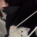 대전 고양이분양 퍼스트캣 대전점 이미지