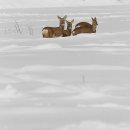 산북1리 이미지