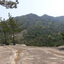 바위꽃이 활짝핀 마복산(馬伏山539m)./전남 고흥 이미지
