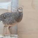 금계농장2 이미지