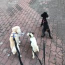 새말약국 이미지