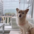 마곡 발산 카페) 후룹로스터스 - 디카페인 (★★★★)