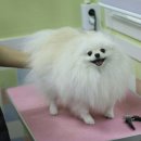 제이 애견 미용 이미지