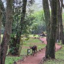 초원마트 | [케냐/이집트] 초원에서 사막으로 - 나이로비에서 카이로 이집트에어 후기/카이로 공항 비자, ATM