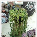 영원농장 이미지