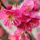 매향민박 이미지