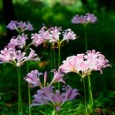 청암여관 이미지