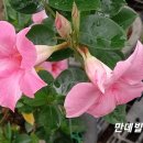 스위트피
