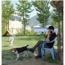 13년을 함께한 루피가 무지개다리를 건넜습니다.. (항암치료 일기와 그동안의 추억을 함께 하며)