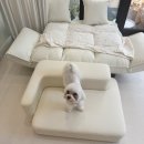 아이러브댕댕 이미지