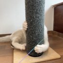 도리민박 이미지