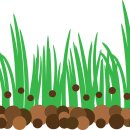 이삭농장 | 요소비료 가격 주는 시기 사용법 유안비료와 차이