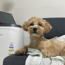 용진우체국 | [matisseblue•마티스블루]소중한 털복숭이친구들의 흔적을 담아내는 쥬얼리 , ♥대만족 후기♥