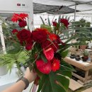 샤론  꽃  화원 이미지