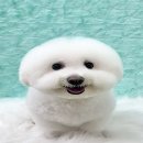 할로훈트 이미지