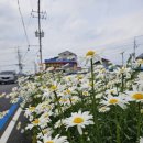 입장 포도길 이미지