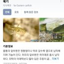 목도민물고기 이미지