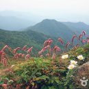 무주읍159 Daum카페