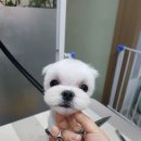 비비드그루밍 네이버블로그