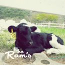 산정목장 이미지