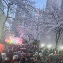 지역민과 화합하는 벚꽃축제-3월30일 토요일 1시~ 이미지