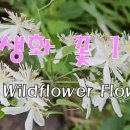 야생화 꽃 이름 알아보기 Find out the name of the wildflower flower 이미지