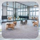 이시아동물병원 | 송도에서 폼스키를 분양받기까지 제가 직접 경험한 모든 과정