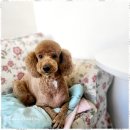 멍뭉살롱 | 석수동애견미용실 우리동네 멍뭉살롱에서의 특별한 하루