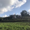 송당미학 이미지