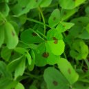 크로바세탁소 이미지