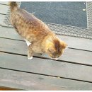카페별산대 이미지
