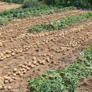 또박이농장 이미지