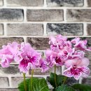 엔젤드림2 이미지