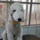 달이네 애견미용실 이미지