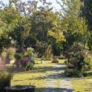 정원야생화 이미지