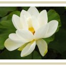 인하쿠나마타타 이미지