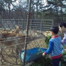 사슴자연 방목장 이미지