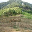 금두꺼비 이미지