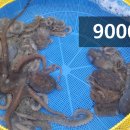 목포뻘낙지 이미지