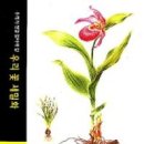 우리 꽃 세밀화 이미지