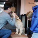 밸런스독 이미지